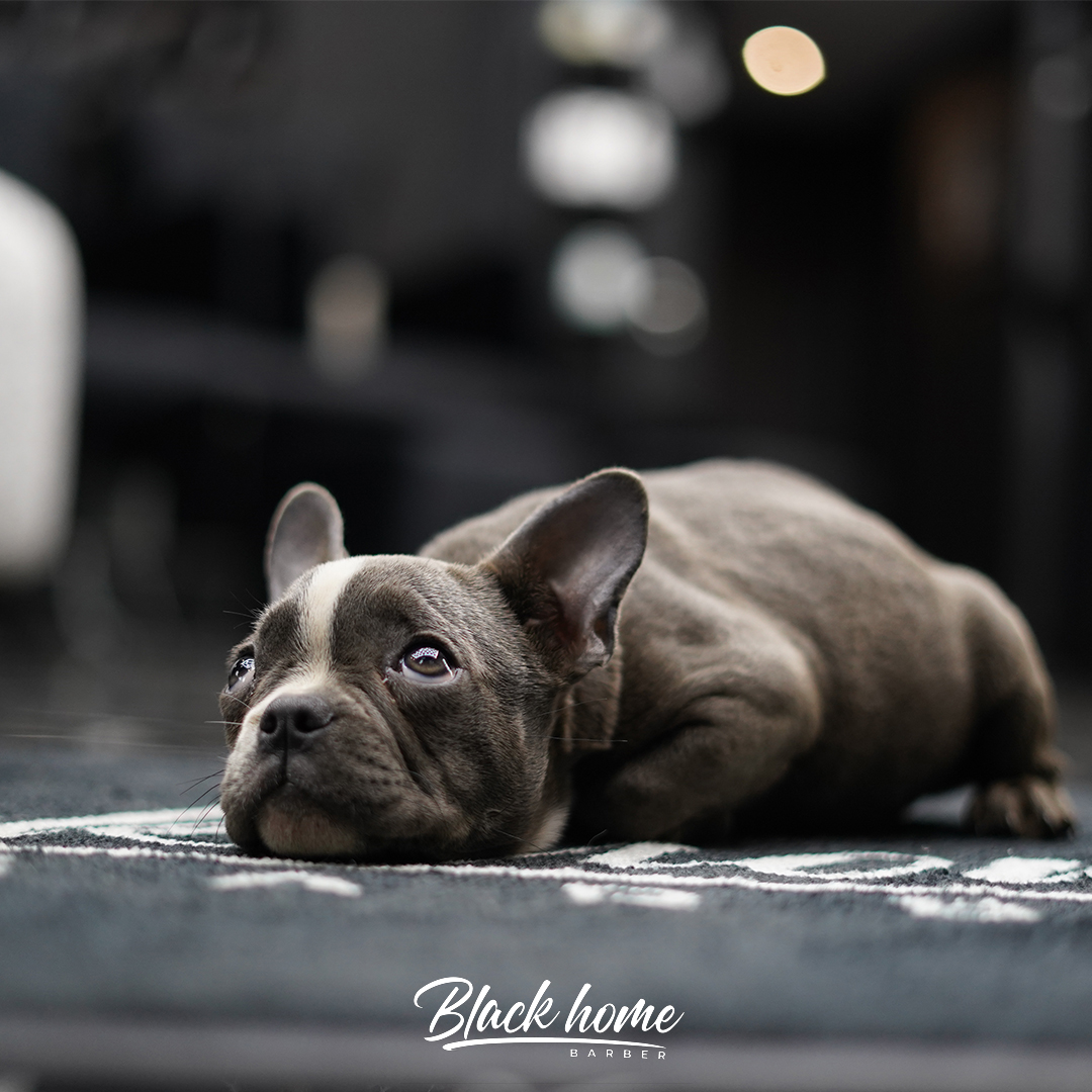 BLACK HOME Image 2